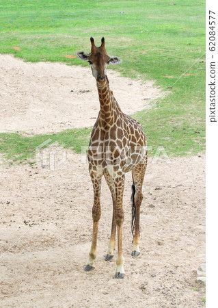 The baby giraff in the garden at nature sawana 62084577