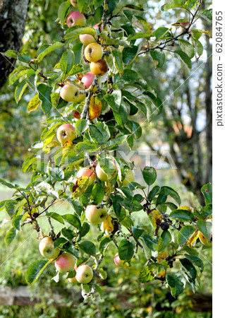 Red apples growing on tree. 62084765