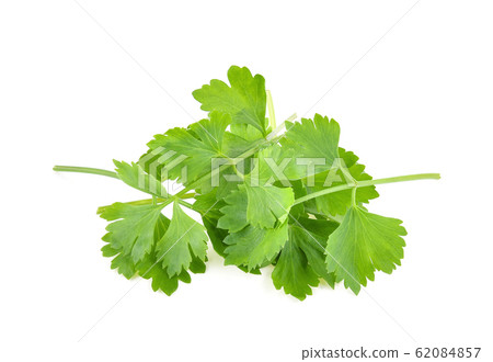 fresh coriander leaves over white background fresh coriander leaves over white background 62084857