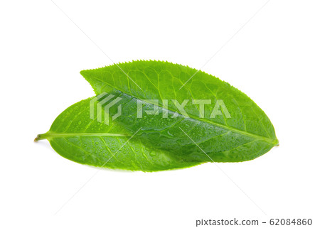 leaves Fresh green tea with drops of water 62084860