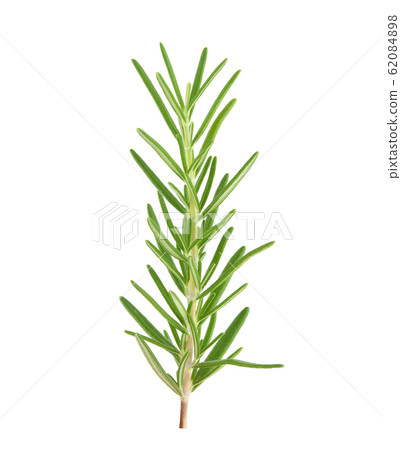 Rosemary isolated on white background 62084898