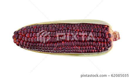 purple corn isolated on white background purple corn isolated on white background 62085035