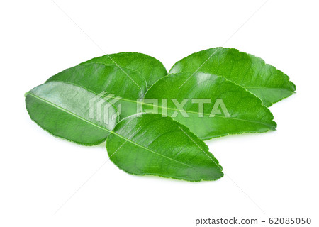 Kaffir lime leaf isolated on white background 62085050