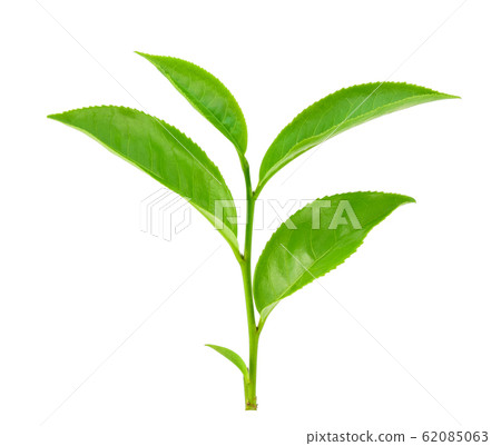 Green tea leaf isolated on white background 62085063
