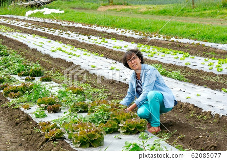 smiling brunette woman picking lettuce salads 62085077
