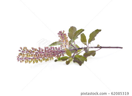 Basil flower, stalk and leaves isolated on a white Basil flower, stalk and leaves isolated on a white 62085319