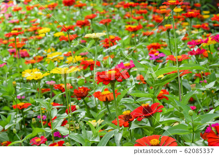 Zinnia flower in the garden Zinnia flower in the garden 62085337