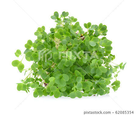 alfalfa sprouts or kai wah-rei on white background alfalfa sprouts or kai wah-rei on white background 62085354