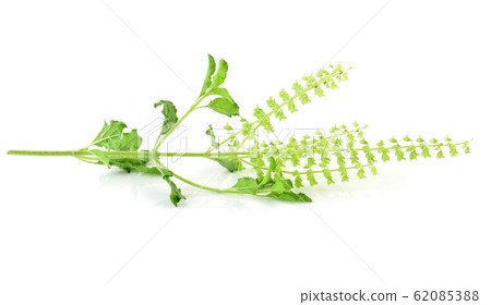Basil flower, stalk and leaves isolated on a white Basil flower, stalk and leaves isolated on a white 62085388