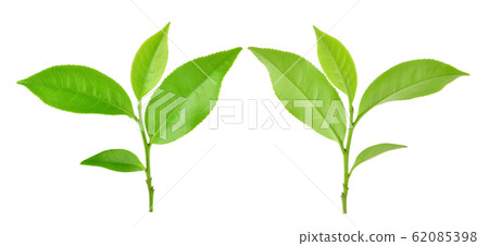 Green tea leaf isolated on white background 62085398
