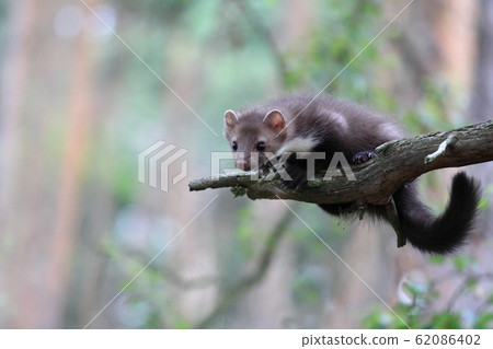 Young Marten beech, lat. Martes foina 62086402
