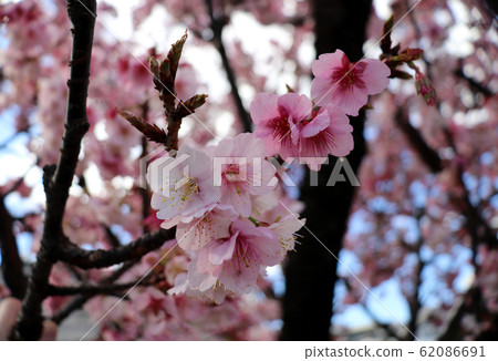 Atami cherry blossoms in full bloom Itokawa Atami cherry blossoms in full bloom Itokawa 62086691