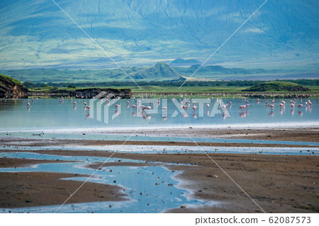 Pink lesser Flamingos at Lake Natron with Ol Doinyo Lengai volcano on background in Rift valley, Tanzania Pink lesser Flamingos at Lake Natron with Ol Doinyo Lengai volcano on background in Rift valley, Tanzania 62087573