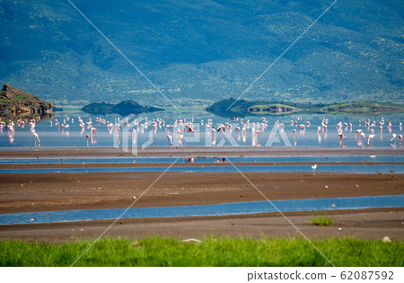 Pink lesser Flamingos at Lake Natron with volcano on background in Rift valley, Tanzania 62087592