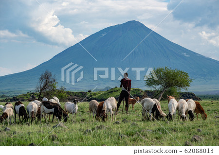 Maasai boy shepherd with flock of sheeps and Ol Doinyo Lengai on background. Maasailand, Engare Sero, Natron lake coast, Rift Valley 62088013