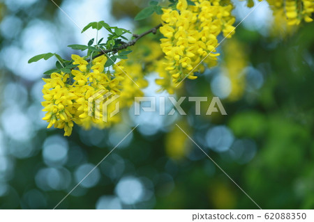 Close up of a bunch of flowering branches yellow with flowers Close up of a bunch of flowering branches yellow with flowers 62088350