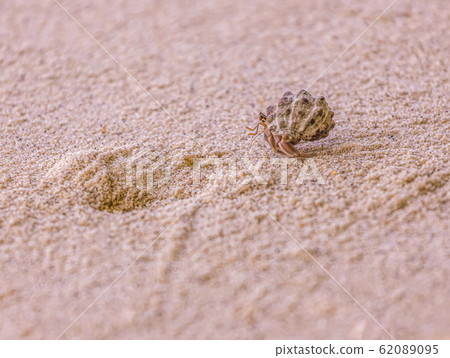 A variety of hermit crabs shape A variety of hermit crabs shape 62089095