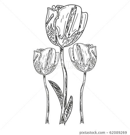 Isolated flower sketch 62089269