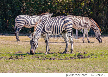 Zebra eating food in the midday 62089342