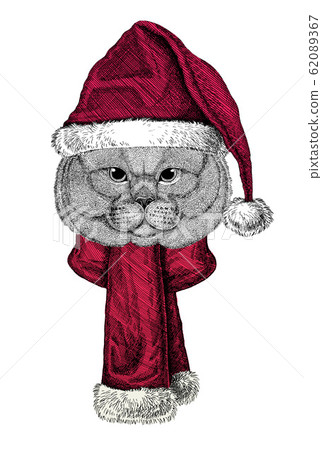 Portrait of British Shorthair cat, Scottish Fold cat wearing Chrismtas Santa Claus hat Portrait of British Shorthair cat, Scottish Fold cat wearing Chrismtas Santa Claus hat 62089367