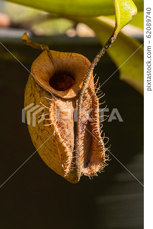 Nepenthes in the sunny day Is a reserved plant of Thailand Nepenthes in the sunny day Is a reserved plant of Thailand 62089740