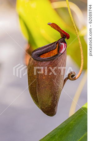 Nepenthes in the sunny day Is a reserved plant of Thailand 62089744