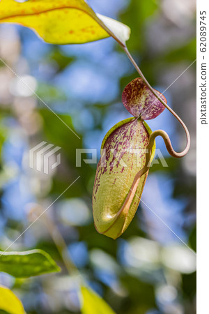 Nepenthes in the sunny day Is a reserved plant of Thailand 62089745