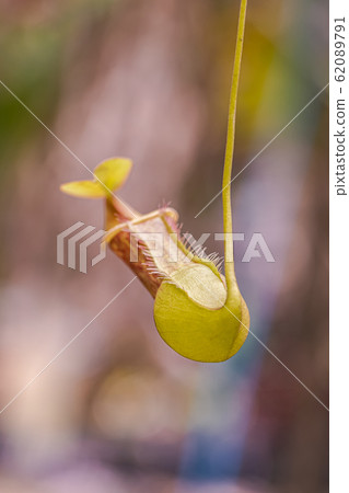 Nepenthes in the sunny day Is a reserved plant of Thailand Nepenthes in the sunny day Is a reserved plant of Thailand 62089791