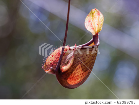 Nepenthes in the sunny day Is a reserved plant of Thailand Nepenthes in the sunny day Is a reserved plant of Thailand 62089793