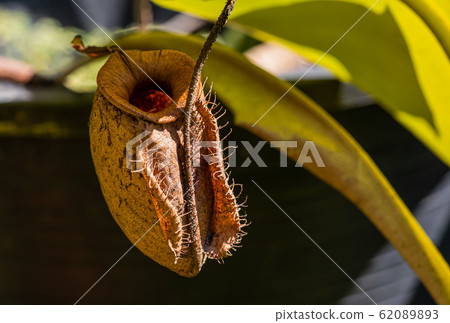 Nepenthes in the sunny day Is a reserved plant of Thailand Nepenthes in the sunny day Is a reserved plant of Thailand 62089893