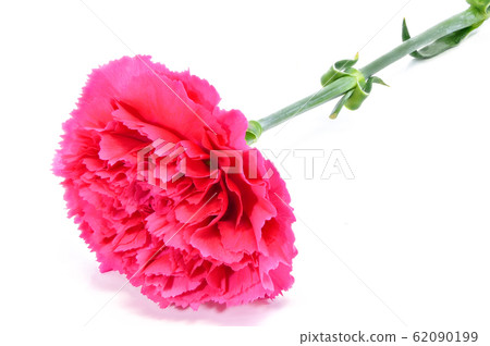 [Carnation] (depth synthesis) 62090199