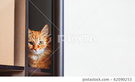 Cute ginger cat is hiding on shelf inside wardrobe. Fluffy pet is staring through half-open door. Curious domestic animal. Background with copy space. Cute ginger cat is hiding on shelf inside wardrobe. Fluffy pet is staring through half-open door. Curious domestic animal. Background with copy space. 62090253