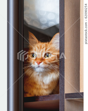 Cute ginger cat is hiding on shelf inside wardrobe. Fluffy pet is staring through half-open door. Curious domestic animal. Cute ginger cat is hiding on shelf inside wardrobe. Fluffy pet is staring through half-open door. Curious domestic animal. 62090254