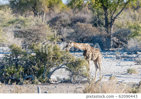 Angolan Giraffe Eating from the Bushes Angolan Giraffe Eating from the Bushes 62090443