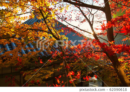 多彩的秋天的樹葉被早晨的陽光照亮 62090618