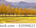 Autumn metasequoia tree line dyed yellow 62090622