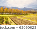 Colored metasequoia with mountains in the background 62090623