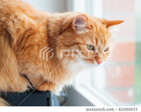 Cute ginger cat is looking out of the window. Fluffy pet is waiting for somebody or something. Cute ginger cat is looking out of the window. Fluffy pet is waiting for somebody or something. 62090655