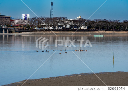 Isanuma Waterbird Winter Scenery Kawagoe City, Saitama Prefecture Isanuma Waterbird Winter Scenery Kawagoe City, Saitama Prefecture 62091054