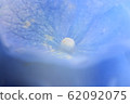 繡球 62092075