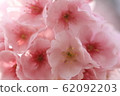 櫻桃樹 62092203