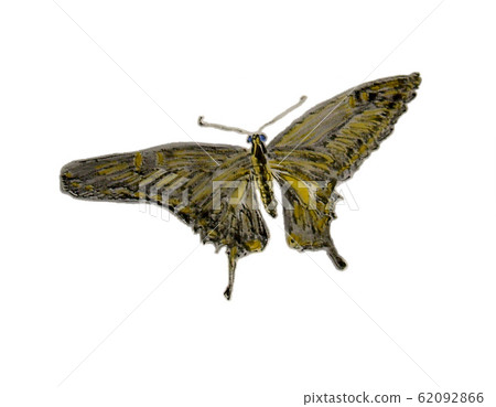 亂搞蝴蝶 62092866