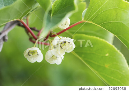 Female flower of sarnashi @ Imakanacho Female flower of sarnashi @ Imakanacho 62093086