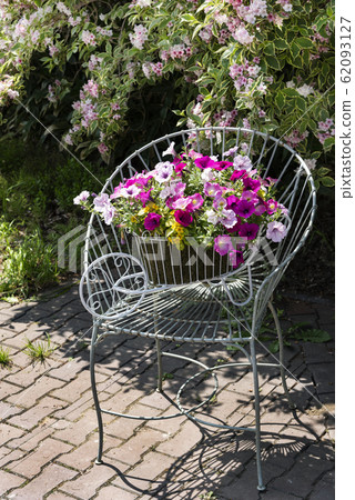 Petunia Yurigahara Park Petunia Yurigahara Park 62093127