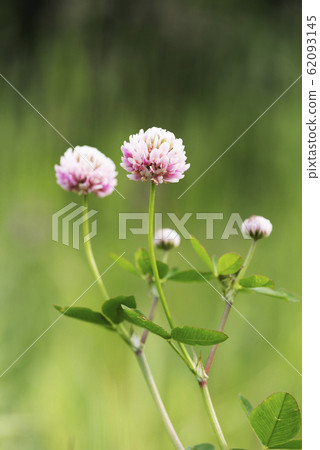 Tachi Dutch Kingdom Sapporo 62093145