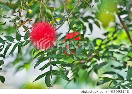 Red giant carpenter flower Red giant carpenter flower 62093148