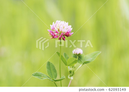 Tachi Dutch Kingdom Sapporo 62093149