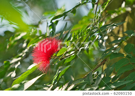 紅色巨型木匠花 62093150