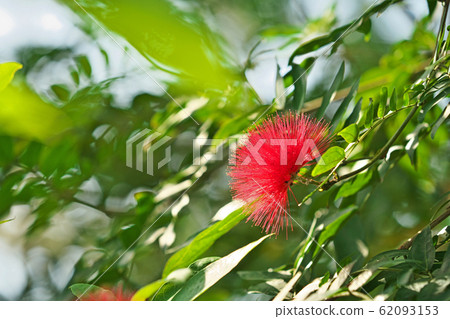 Red giant carpenter flower 62093153
