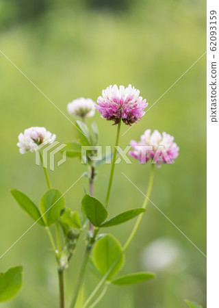 Tachi Dutch Kingdom Sapporo 62093159